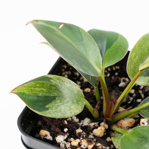 Philodendron 'Birkin' Aurea Variegated (wk22-A)
