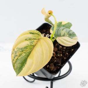 Philodendron Brandtianum Variegated (wk26-D)