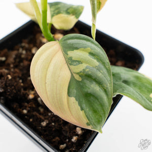 Philodendron Brandtianum Variegated (wk26-D)