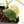 Philodendron Brandtianum Variegated (wk26-D)