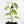 Philodendron Brandtianum Variegated (wk29-B)