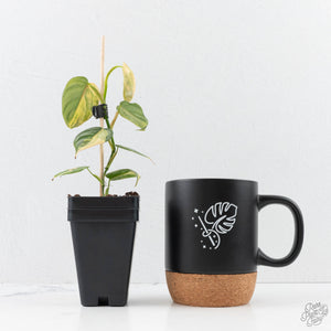 Philodendron Brandtianum Variegated (wk29-B)