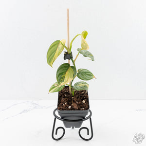 Philodendron Brandtianum Variegated (wk29-B)