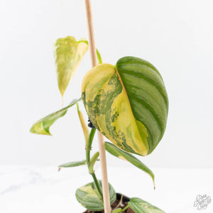 Philodendron Brandtianum Variegated (wk29-B)