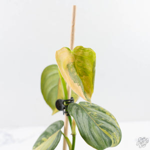 Philodendron Brandtianum Variegated (wk29-B)