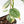 Philodendron Brandtianum Variegated (wk29-B)