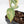 Philodendron Brandtianum Variegated (wk29-B)