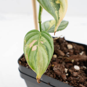Philodendron Brandtianum Variegated (wk29-B)