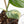 Philodendron Brandtianum Variegated (wk29-B)