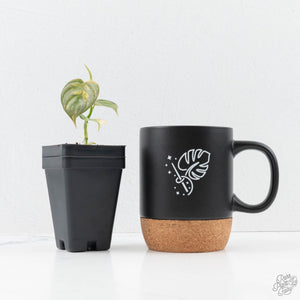 Philodendron Brandtianum Variegated (wk25-D)