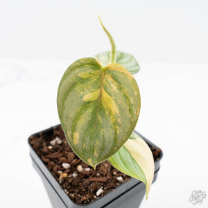 Philodendron Brandtianum Variegated (wk25-D)