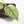Philodendron Brandtianum Variegated (wk25-D)