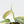 Philodendron Brandtianum Variegated (wk25-D)