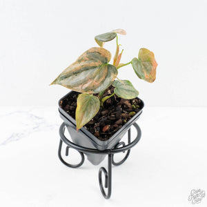 Philodendron Brandtianum Pink Variegated (wk28-UO)