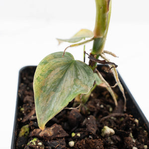 Philodendron Brandtianum Pink Variegated (wk28-UO)
