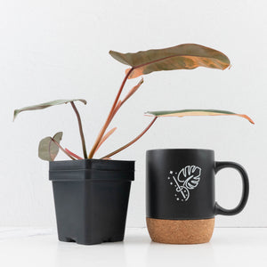 Philodendron 'Brown Beauty' ('Black Billietiae' x 'Florida Beauty') (wk35-L201)