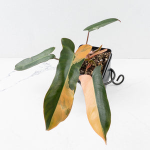 Philodendron 'Brown Beauty' ('Black Billietiae' x 'Florida Beauty') (wk35-L201)