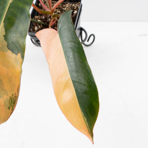 Philodendron 'Brown Beauty' ('Black Billietiae' x 'Florida Beauty') (wk35-L201)