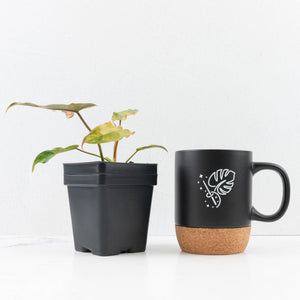 Philodendron 'Brown Beauty' ('Black Billietiae' x 'Florida Beauty') (wk30-Q)