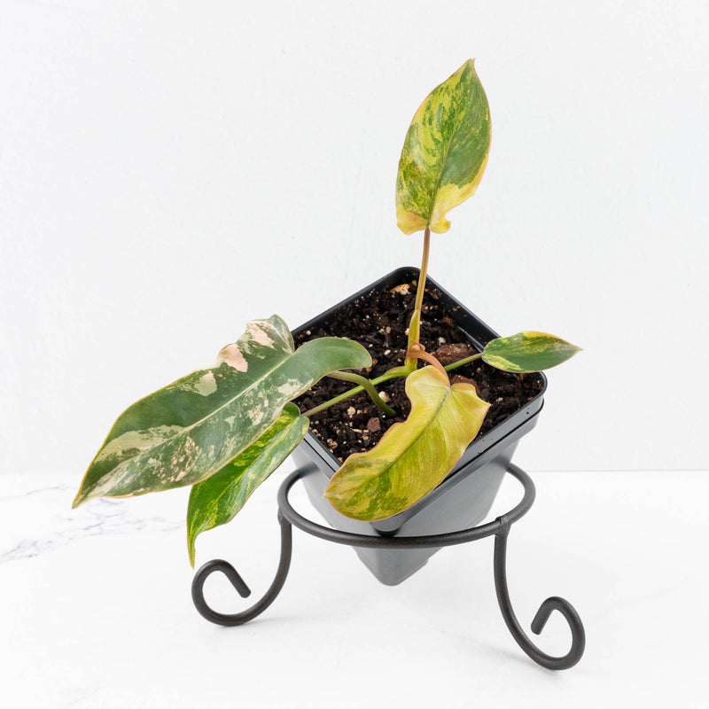 Philodendron 'Brown Beauty' ('Black Billietiae' x 'Florida Beauty') (wk30-Q)