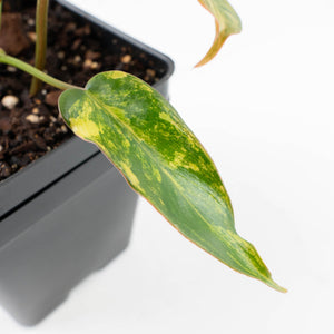 Philodendron 'Brown Beauty' ('Black Billietiae' x 'Florida Beauty') (wk30-Q)