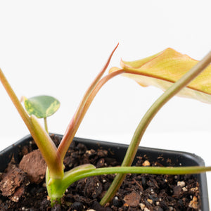 Philodendron 'Brown Beauty' ('Black Billietiae' x 'Florida Beauty') (wk30-Q)
