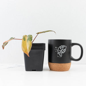 Philodendron 'Brown Beauty' ('Black Billietiae' x 'Florida Beauty') (wk33-L16)