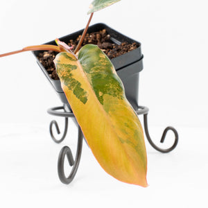 Philodendron 'Brown Beauty' ('Black Billietiae' x 'Florida Beauty') (wk33-L16)