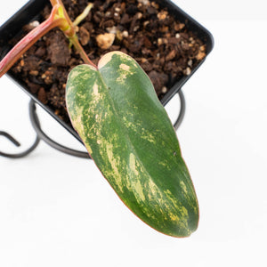 Philodendron 'Brown Beauty' ('Black Billietiae' x 'Florida Beauty') (wk33-L16)