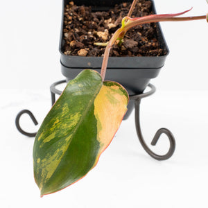 Philodendron 'Brown Beauty' ('Black Billietiae' x 'Florida Beauty') (wk33-L16)