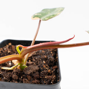 Philodendron 'Brown Beauty' ('Black Billietiae' x 'Florida Beauty') (wk33-L16)