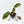 Philodendron 'Brown Beauty' ('Black Billietiae' x 'Florida Beauty') (wk39-L295)