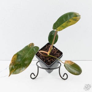 Philodendron 'Brown Beauty' ('Black Billietiae' x 'Florida Beauty') (wk39-L295)