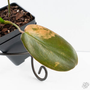 Philodendron 'Brown Beauty' ('Black Billietiae' x 'Florida Beauty') (wk39-L295)