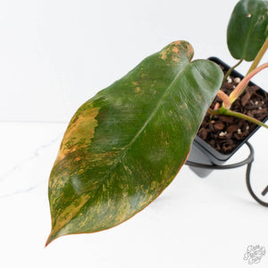 Philodendron 'Brown Beauty' ('Black Billietiae' x 'Florida Beauty') (wk39-L295)