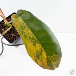 Philodendron 'Brown Beauty' ('Black Billietiae' x 'Florida Beauty') (wk39-L295)