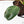 Philodendron 'Brown Beauty' ('Black Billietiae' x 'Florida Beauty') (wk39-L295)