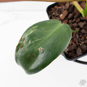 Philodendron 'Brown Beauty' ('Black Billietiae' x 'Florida Beauty') (wk39-L295)
