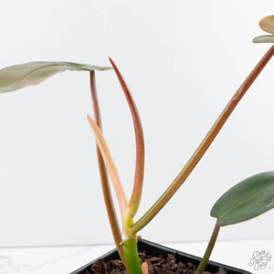 Philodendron 'Brown Beauty' ('Black Billietiae' x 'Florida Beauty') (wk39-L295)