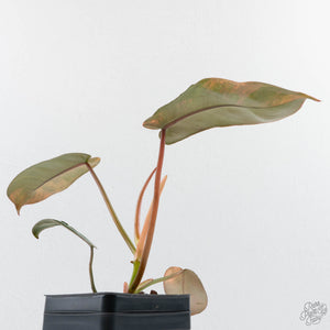 Philodendron 'Brown Beauty' ('Black Billietiae' x 'Florida Beauty') (wk39-L295)