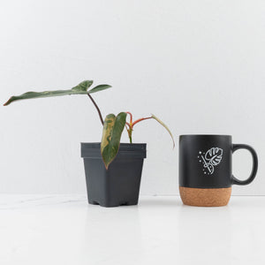 Philodendron 'Brown Beauty' ('Black Billietiae' x 'Florida Beauty') (wk36-L241)