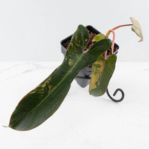 Philodendron 'Brown Beauty' ('Black Billietiae' x 'Florida Beauty') (wk36-L241)