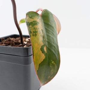 Philodendron 'Brown Beauty' ('Black Billietiae' x 'Florida Beauty') (wk36-L241)