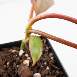 Philodendron 'Brown Beauty' ('Black Billietiae' x 'Florida Beauty') (wk36-L241)