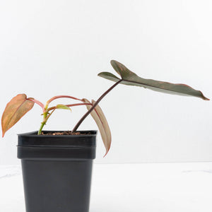 Philodendron 'Brown Beauty' ('Black Billietiae' x 'Florida Beauty') (wk36-L241)