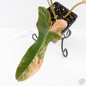 Philodendron 'Brown Beauty' ('Black Billietiae' x 'Florida Beauty') (wk28-D)