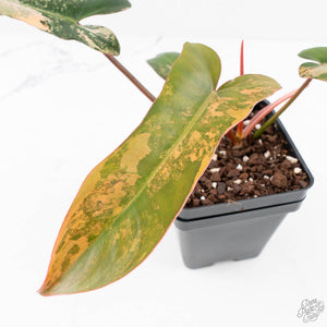 Philodendron 'Brown Beauty' ('Black Billietiae' x 'Florida Beauty') (wk29-E)