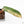 Philodendron 'Brown Beauty' ('Black Billietiae' x 'Florida Beauty') (wk29-E)