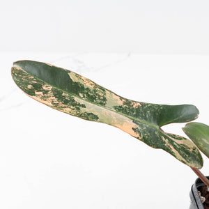 Philodendron 'Brown Beauty' ('Black Billietiae' x 'Florida Beauty') (wk29-E)