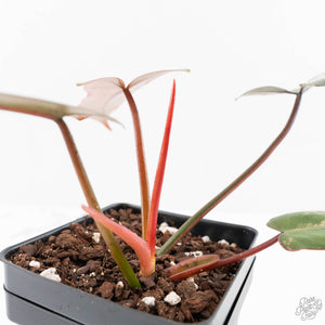 Philodendron 'Brown Beauty' ('Black Billietiae' x 'Florida Beauty') (wk29-E)